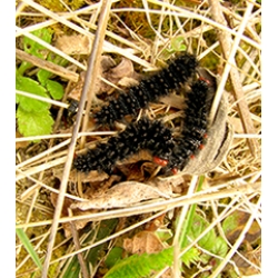 Glanville Fritillary cinxia 10 larvae
